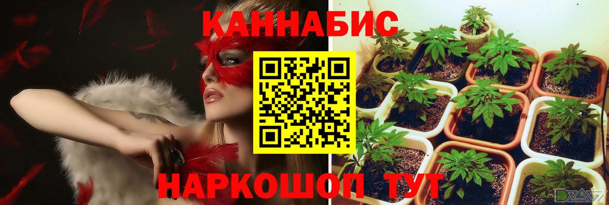 Бошки марихуана план Карпинск